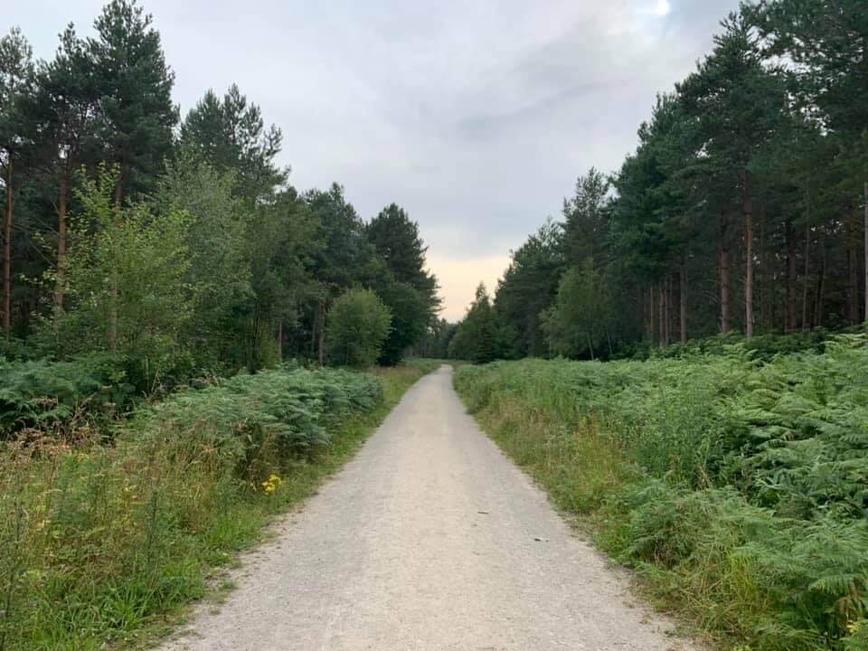 An empty path with forest and green patches either side of it.