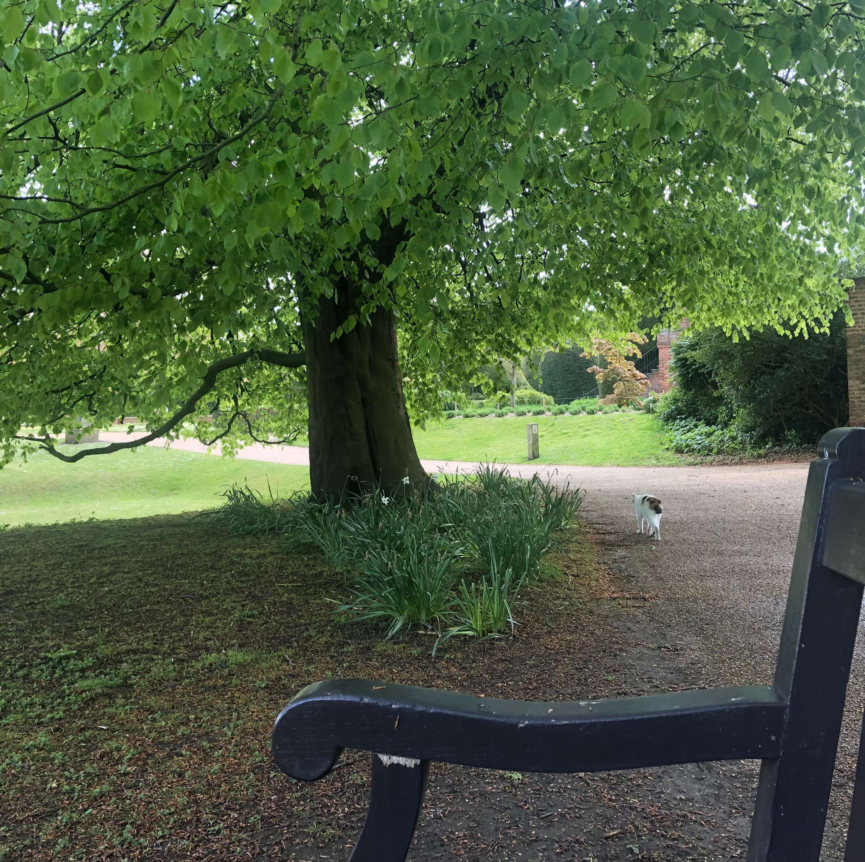 Photo of a bench next to a tree in a park with a cat, a great place to take a break from work.