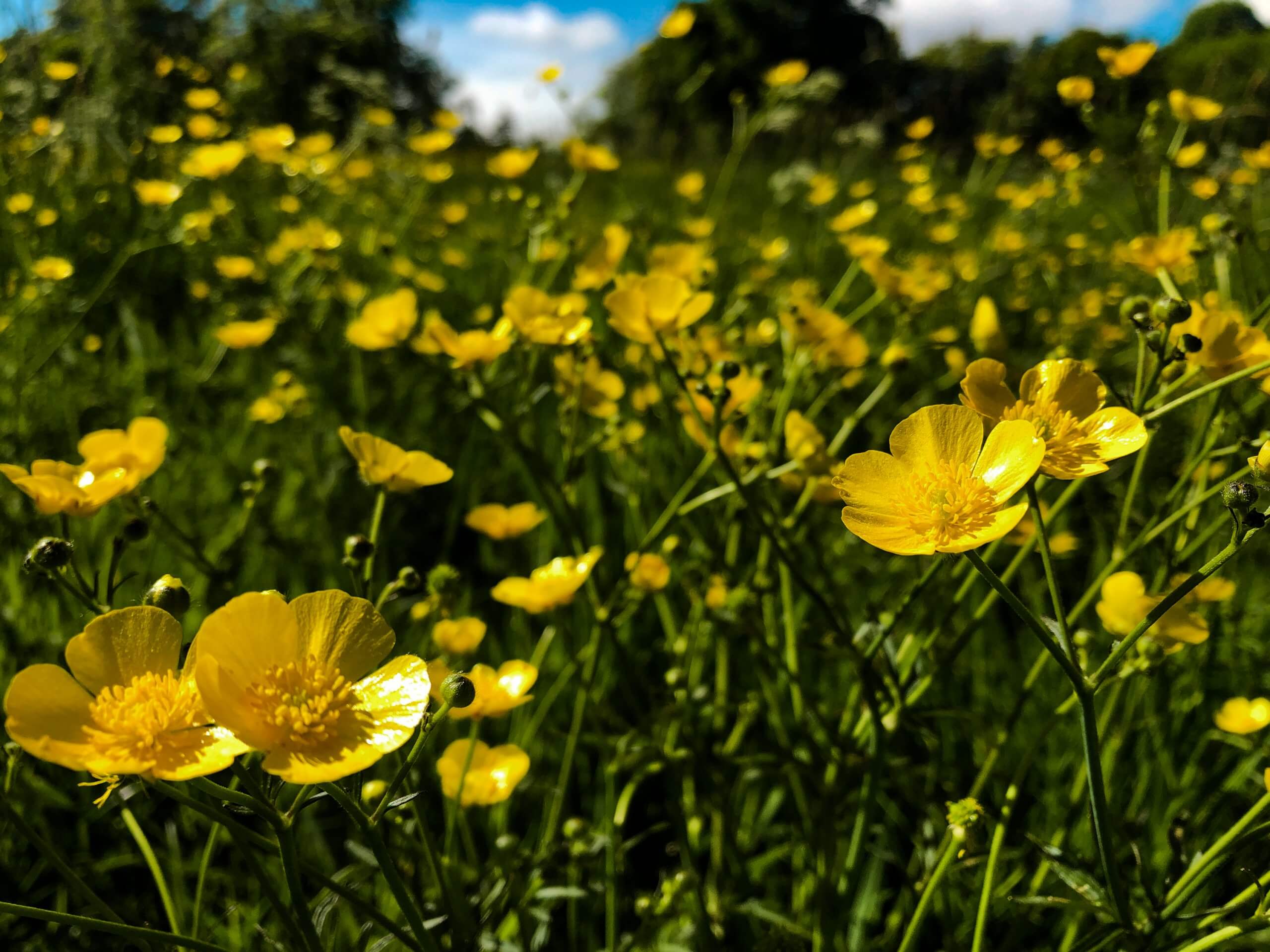 World Environment Day – Easy Sustainability tips